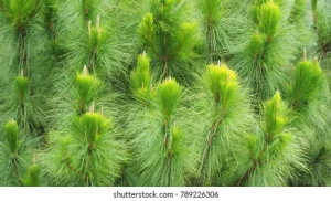 Khasi Pine