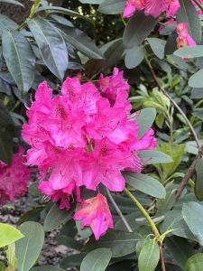 Tree Rhododendron