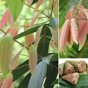 Malabar cinnamon