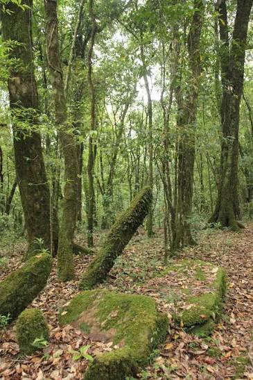 Lambadev Sacred Grove