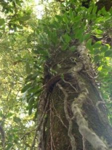 Khasi oak