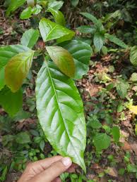 Indian Bay Leaf / Himalayan Bay Leaf