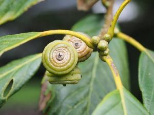 Quercus lamellosa