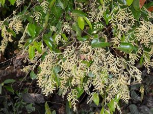 Malabar Ironwood