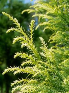 Japanese cedar or sugi