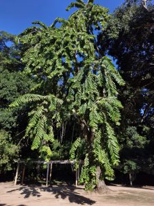 Daubanga grandiflora