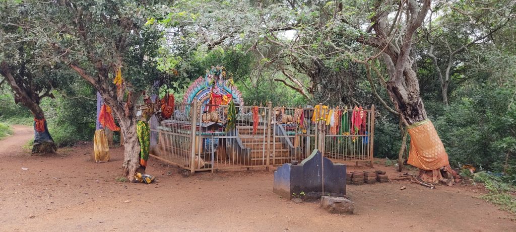Vadakku Soorakudi Aiyanar Sacred Groves