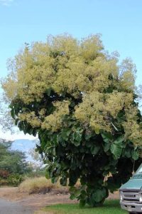 Teak trees
