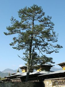 Himalayan alpine fir